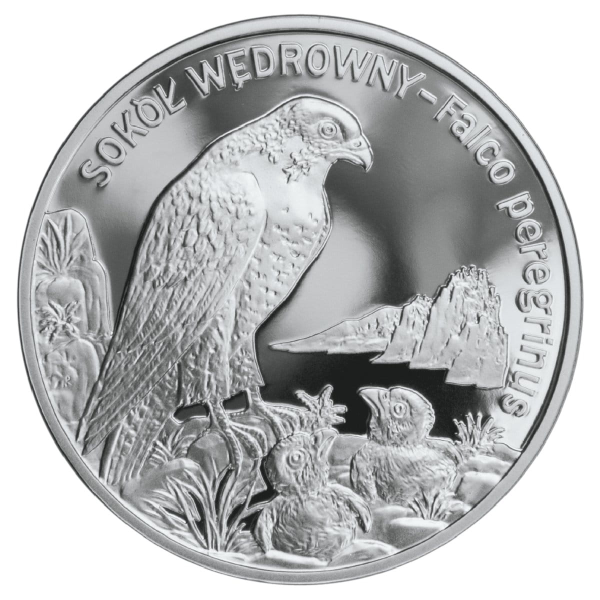 20 zł Sokół wędrowny (łac. Falco peregrinus)