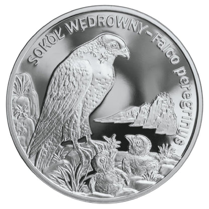 20 zł Sokół wędrowny (łac. Falco peregrinus)